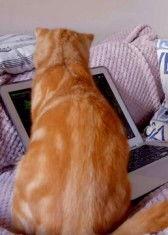 小喵的秘密 第一季,探寻猫咪世界的奇幻冒险之旅